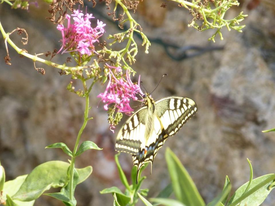 Schmetterling